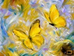 Sunlit Wings